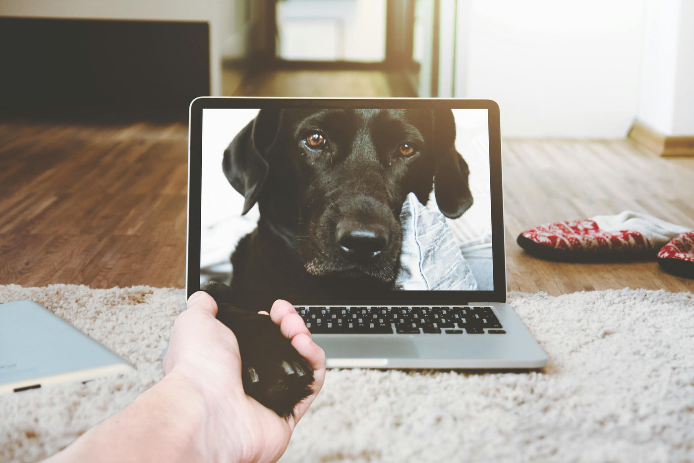 Dog Electronics & Tech