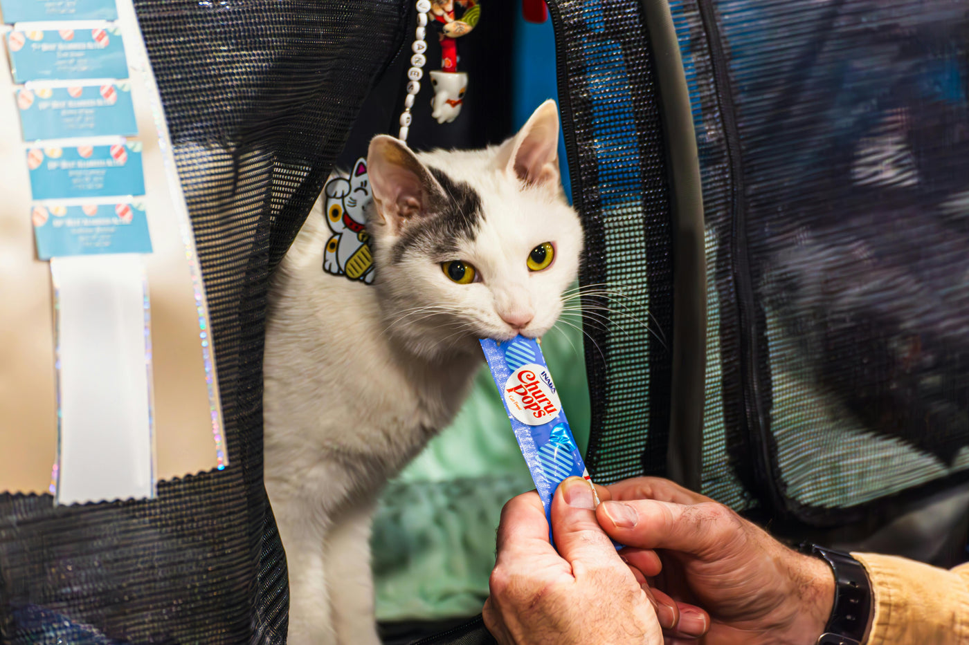 Cat Treats & Chews