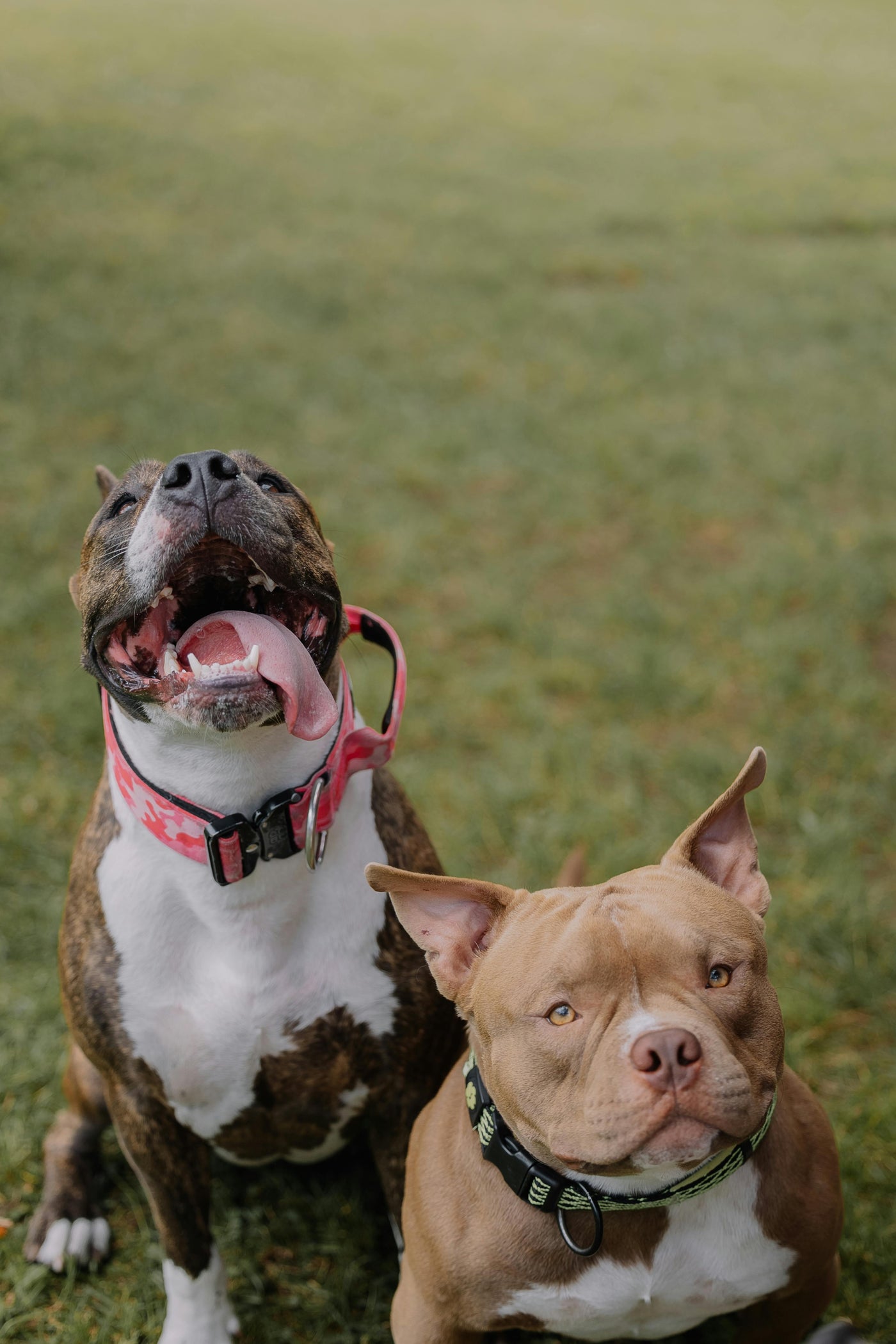 Dog Collars & Leashes