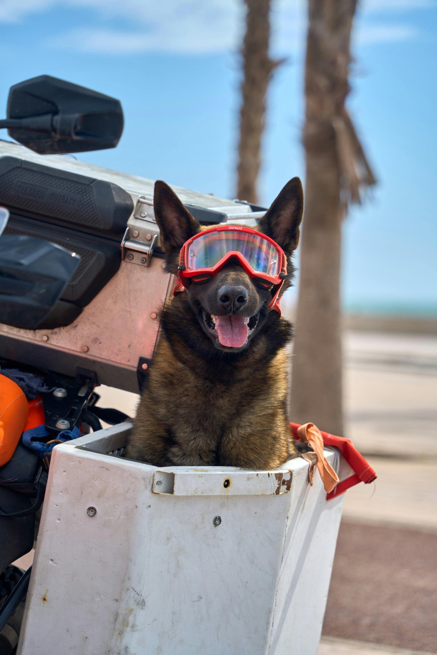 Dog Travel & Outdoor