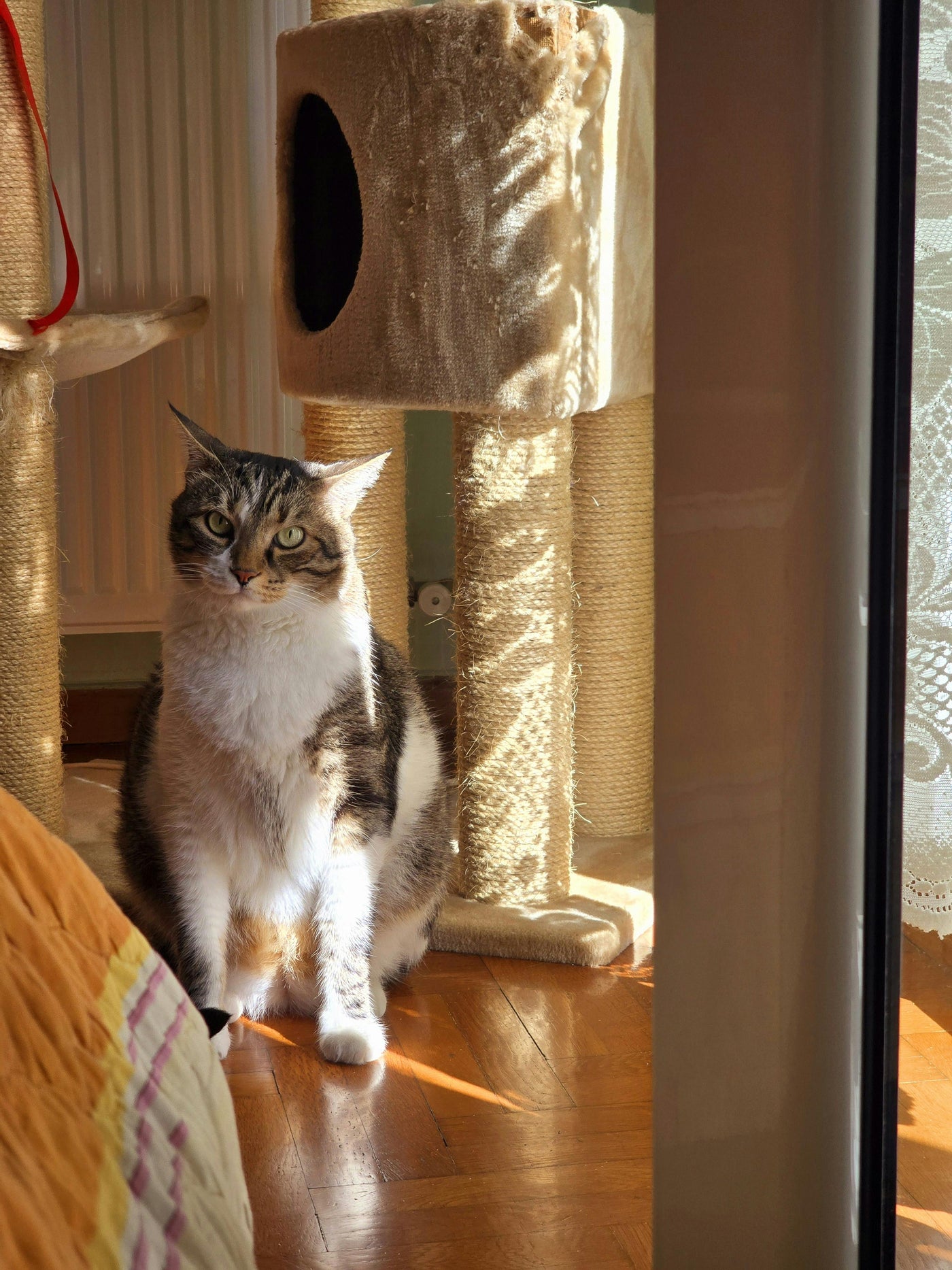 Cat Furniture & Hideaways