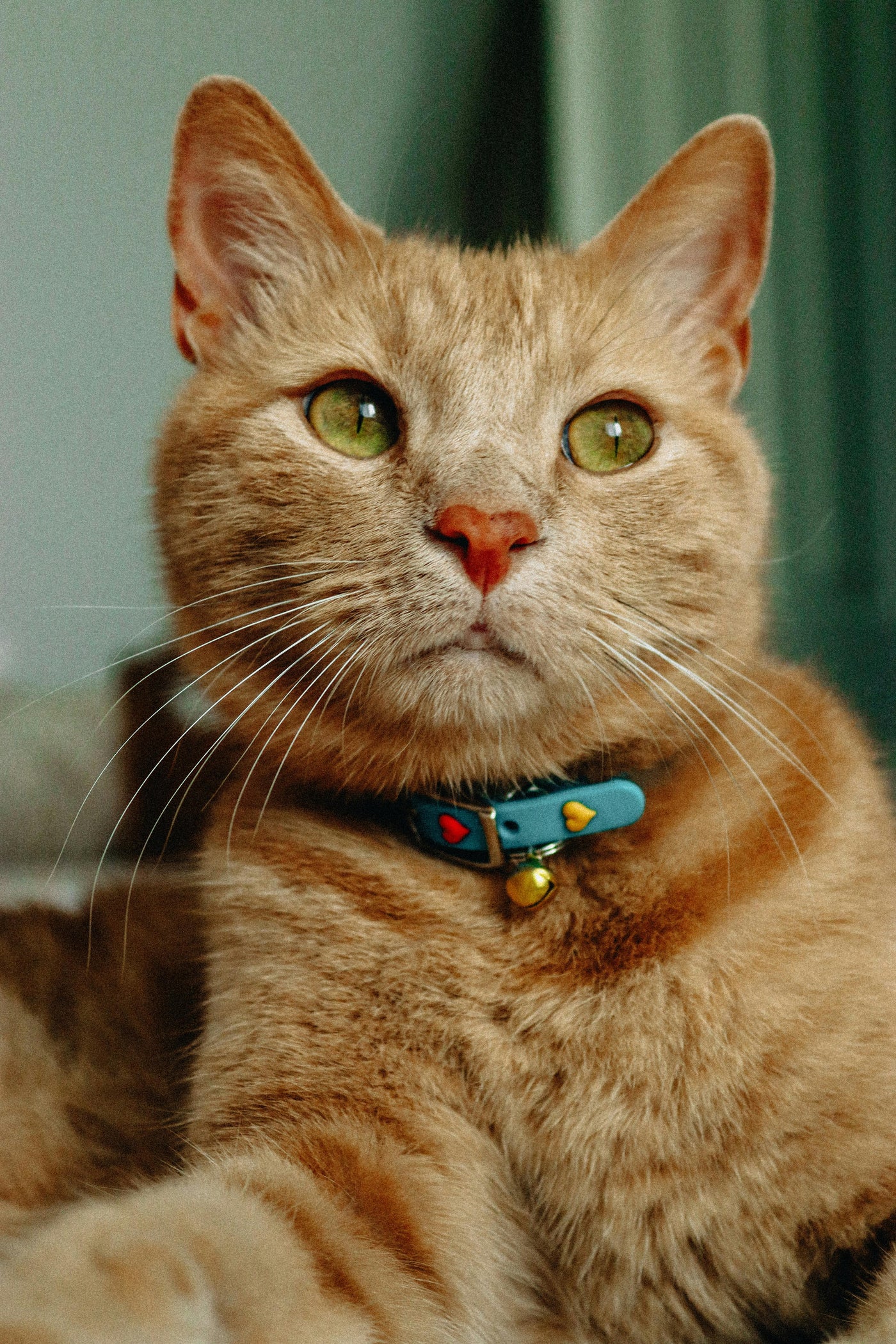 Cat Collars & Accessories