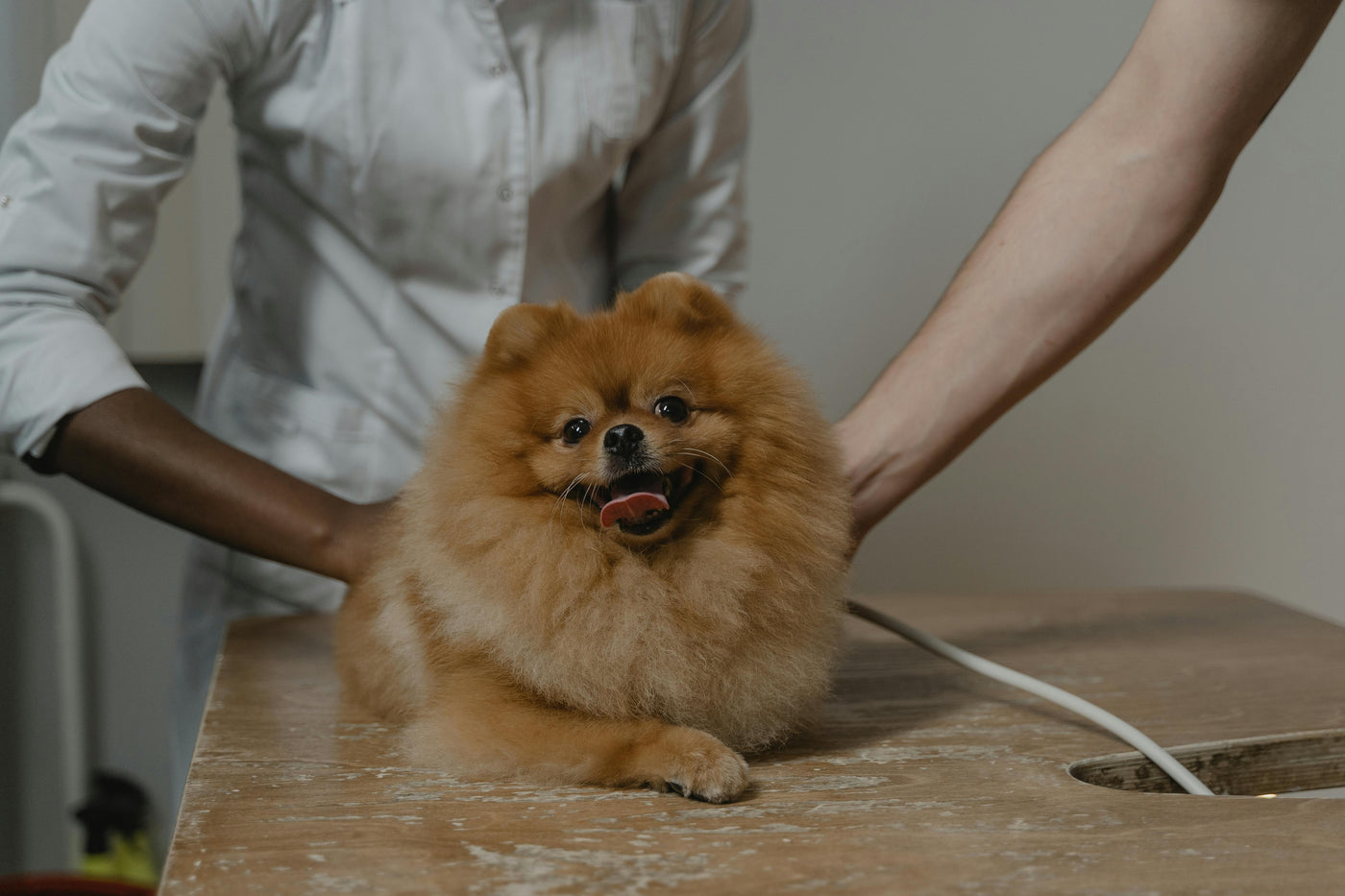 Dog Health & Wellness