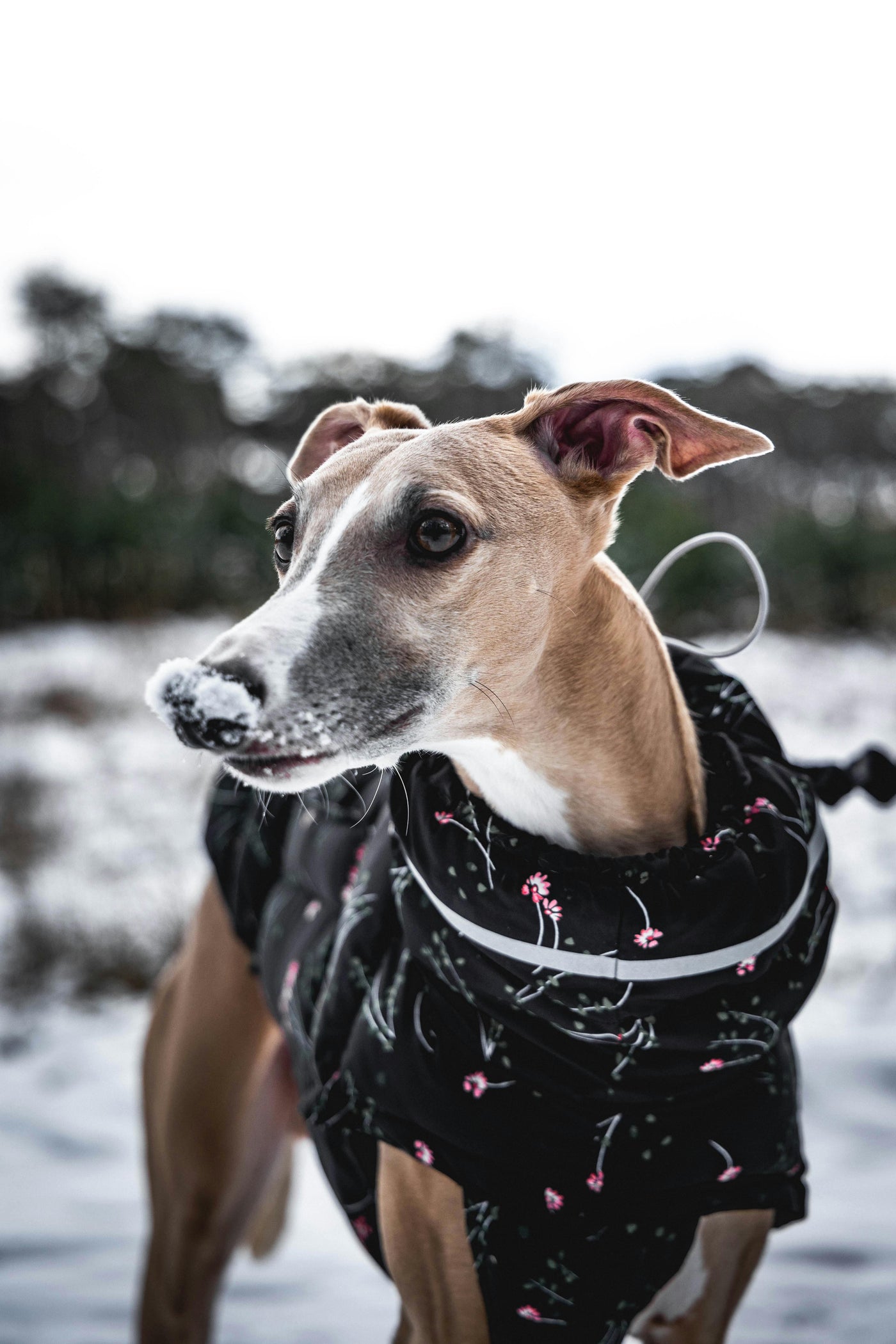 Dog Clothing & Apparel