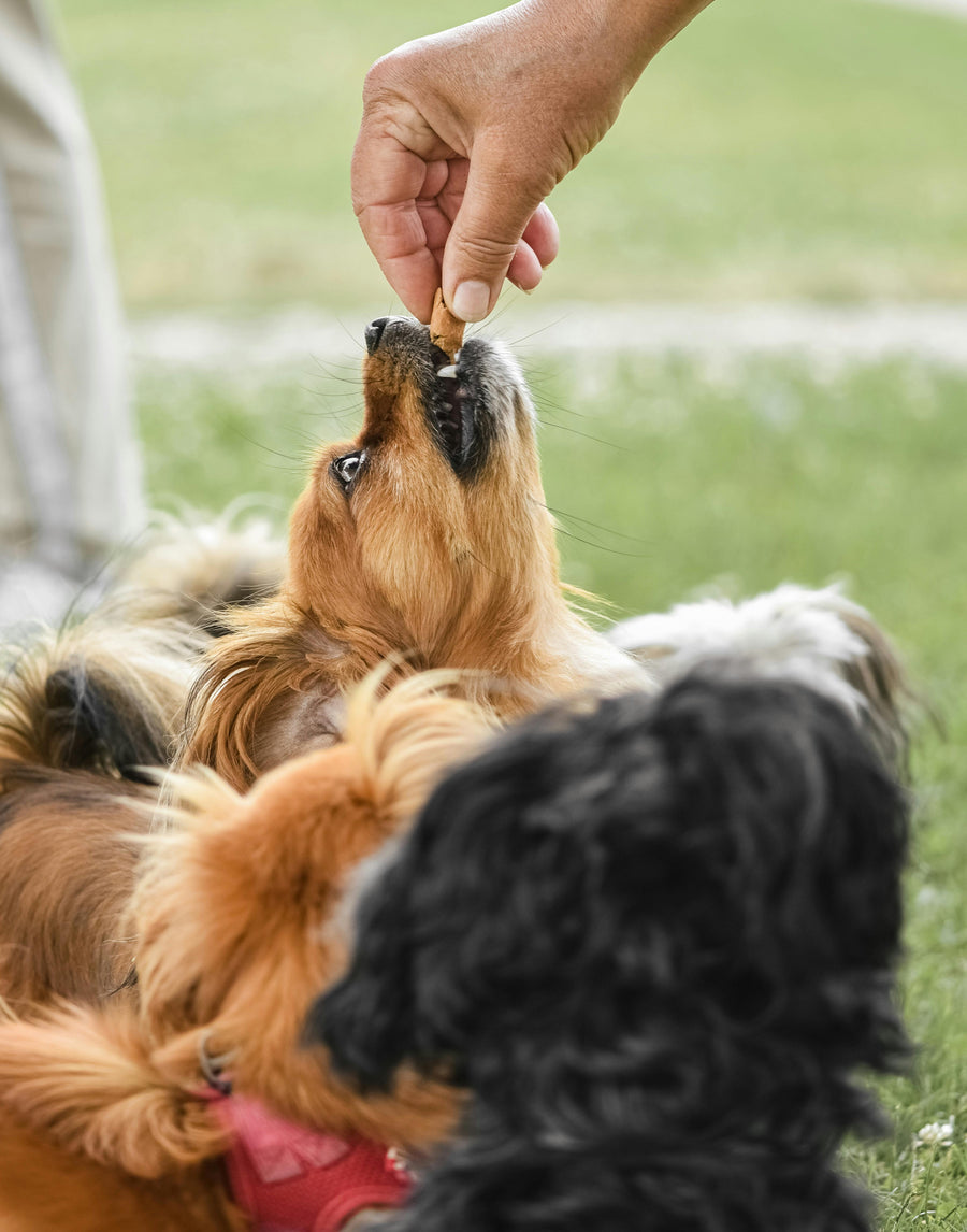 Treats & Chews
