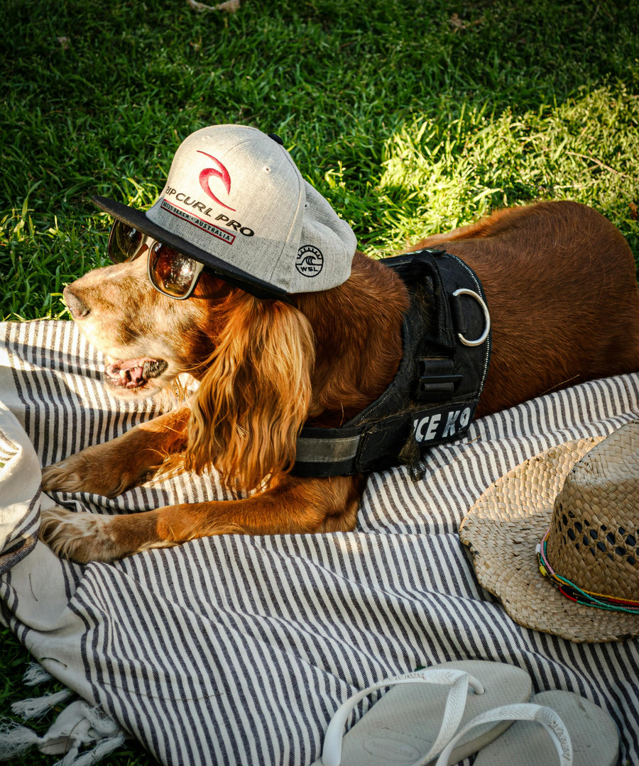 A pet-first life, styled with comfort in mind.