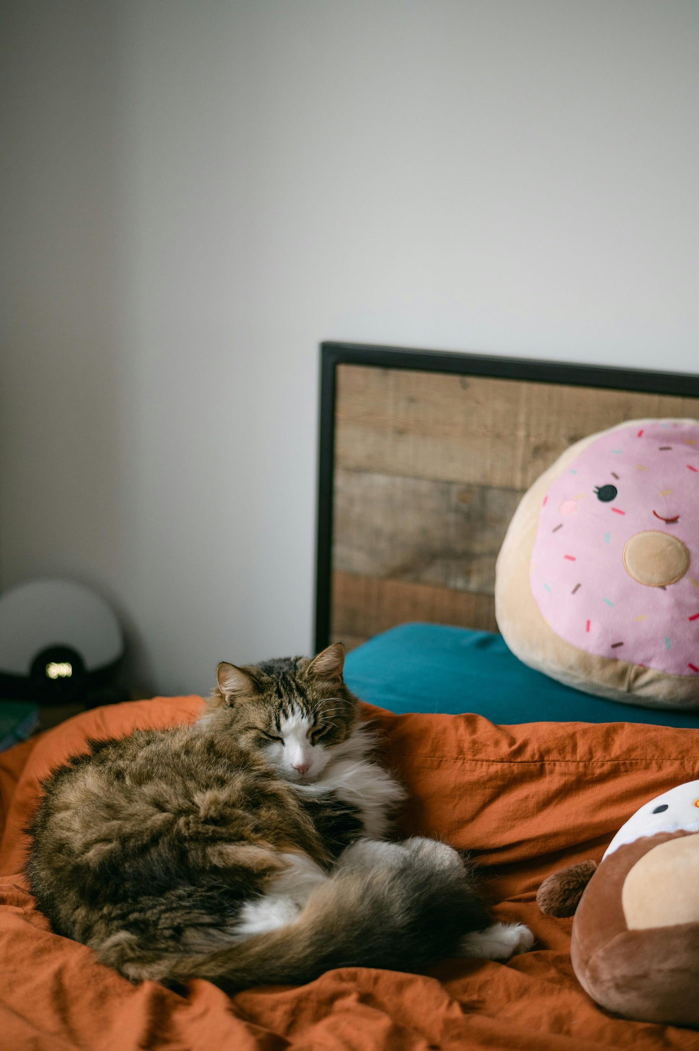 Cat Beds & Comfort