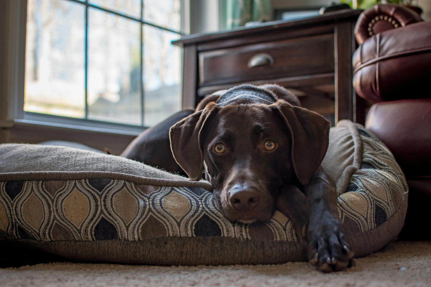 Dog Beds & Comfort