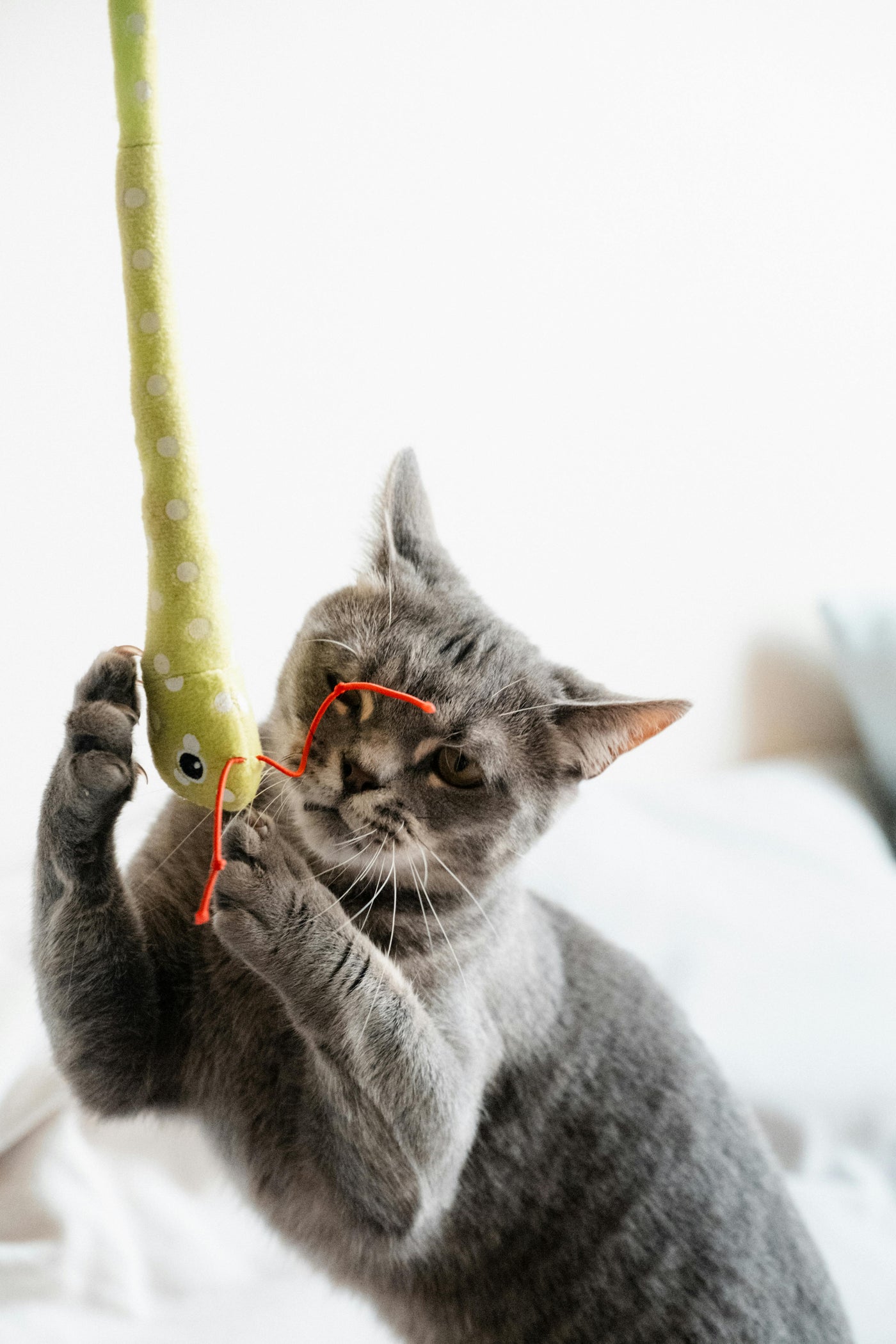 Cat Toys & Play