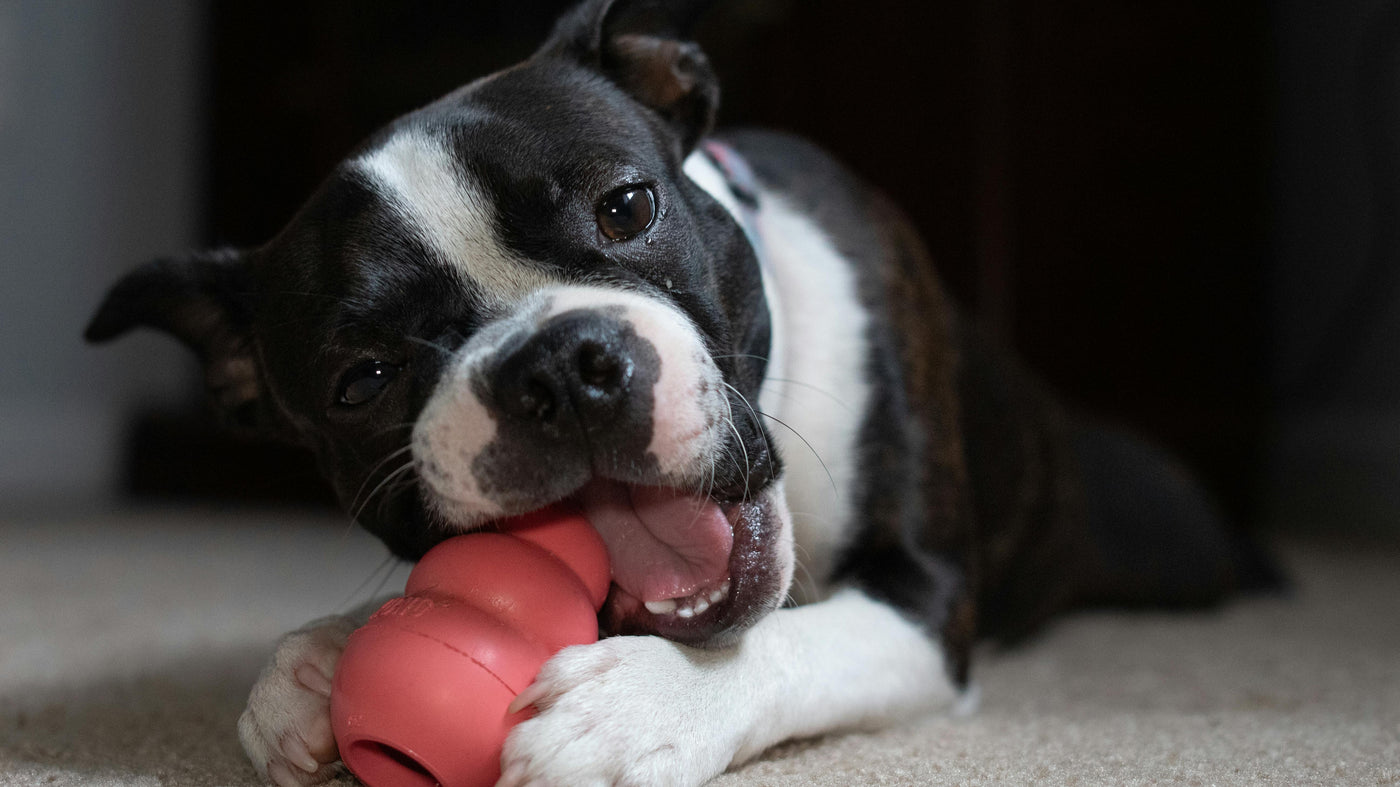 Dog Toys & Play