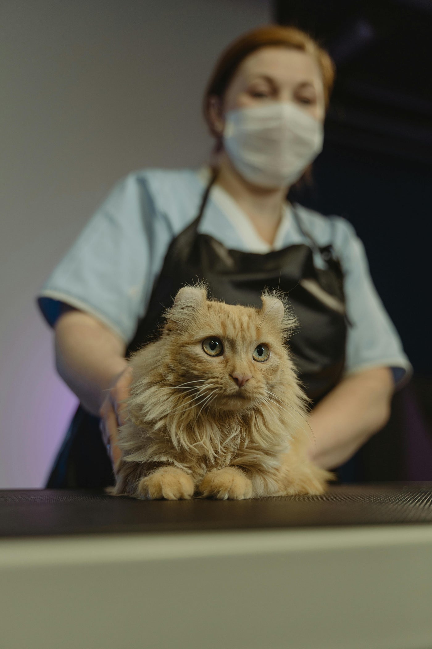 Cat Health & Wellness