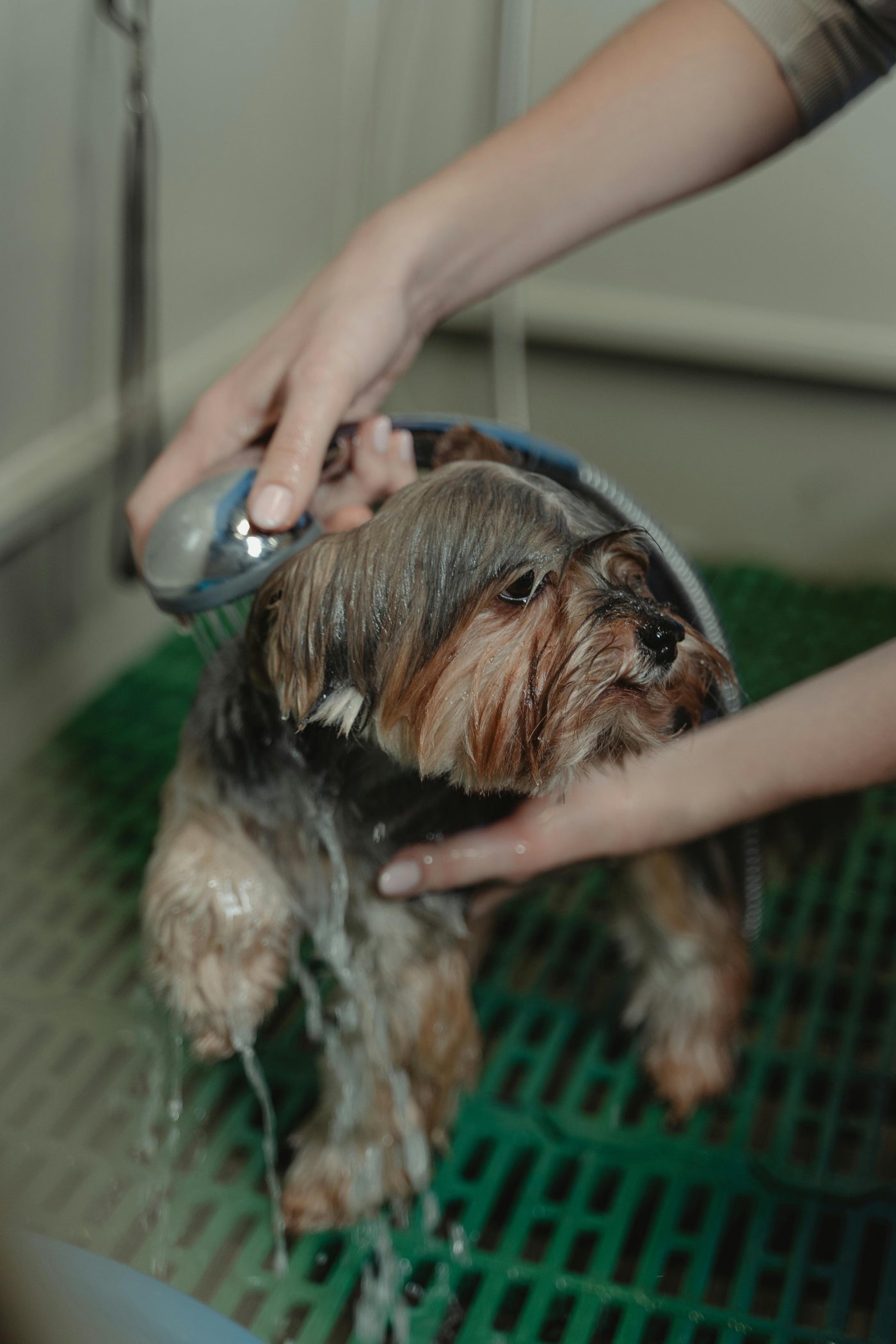 Dog Grooming