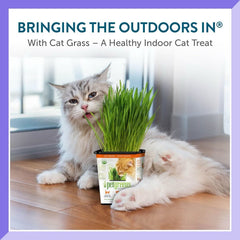 Pet Greens Organic Cat Grass