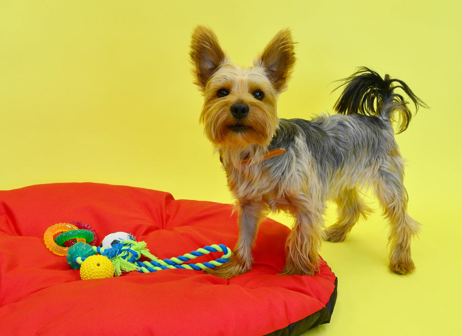 Toys & Play