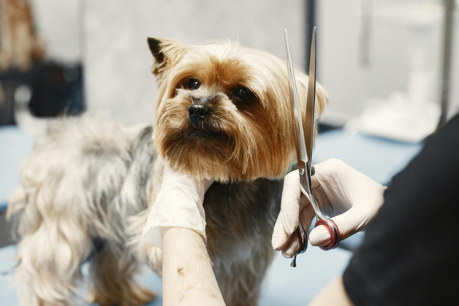 Grooming
