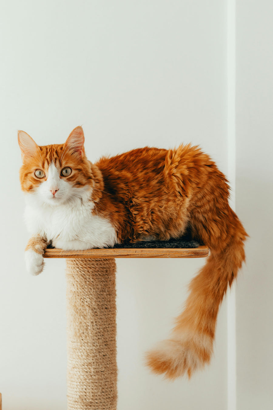 Cat Furniture