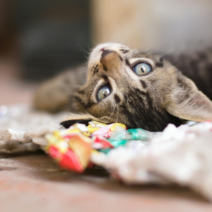 HomePaw hero