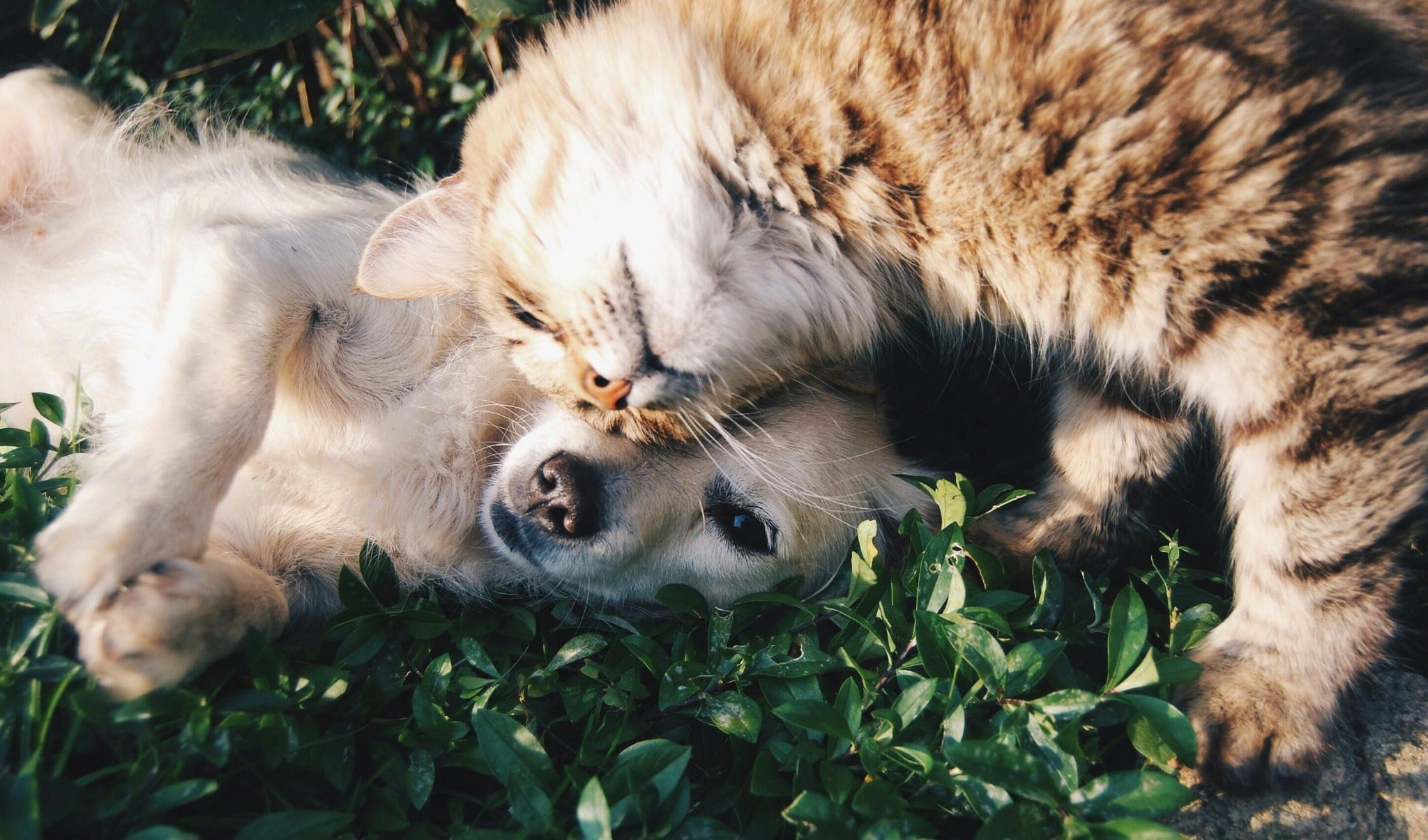 Dog and cat relaxing together